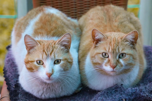 Ginger Cats