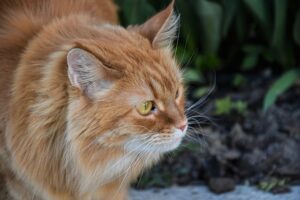 ginger-cats-640x480-80263717.jpeg