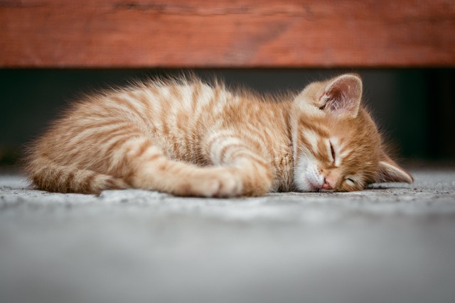 Ginger Cats