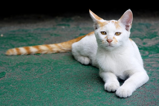 Ginger Cats