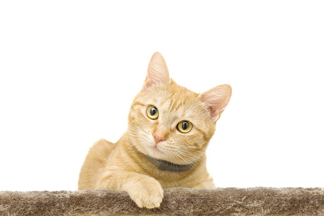 Ginger Cats