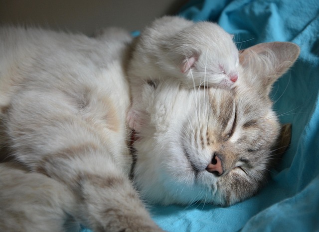Ginger Kittens