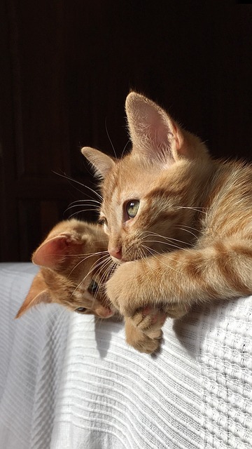 Ginger Kittens