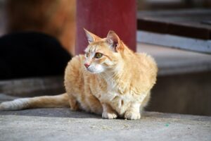 ginger-kittens-640x480-84360370.jpeg