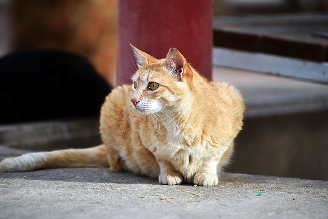 ginger-kittens-640x480-84360370.jpeg