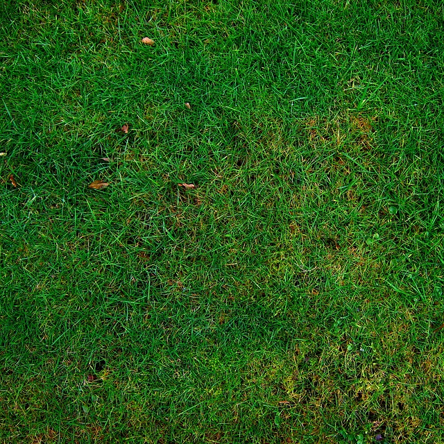 lawn-care-640x480-28025422.jpeg