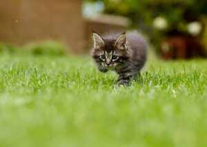 marmalade-felines-640x480-18818590.jpeg