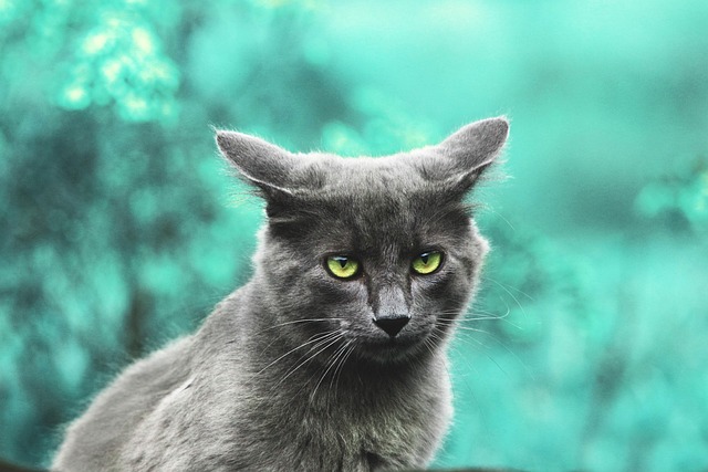 Unveiling the Charm: Exploring the Global Trend of Marmalade Felines