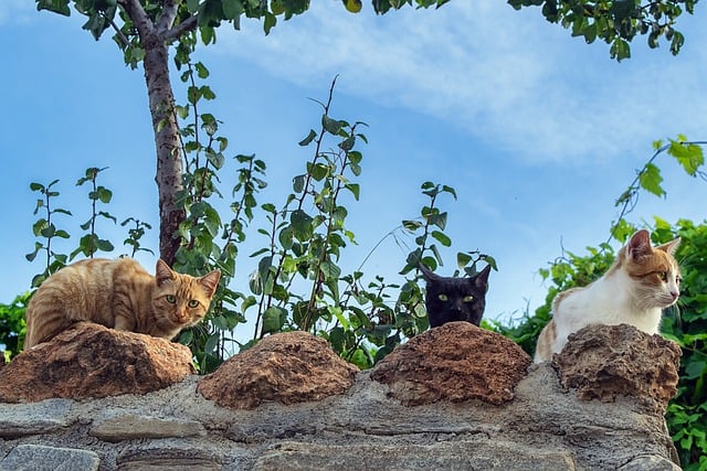 orange-cat-resources-640x480-19075745.jpeg