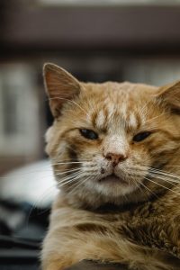 orange-cat-resources-640x480-50868725.jpeg