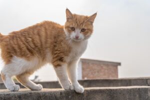 orange-cats-640x480-18247260.jpeg