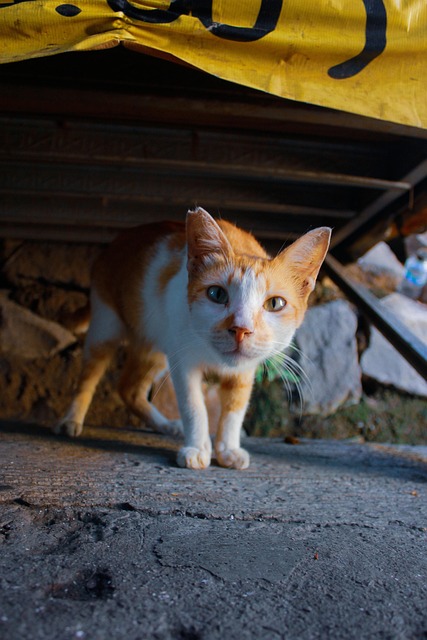 Orange Cats