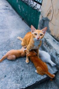 orange-cats-640x480-31228950.jpeg