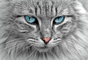 orange-cats-640x480-47668487.jpeg