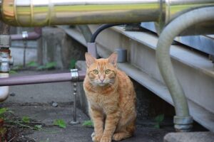 orange-cats-640x480-49493647.jpeg