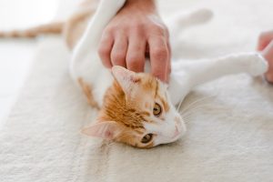 orange-cats-640x480-61006746.jpeg
