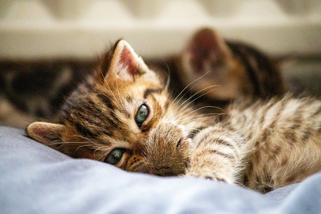 orange-cats-640x480-7185011.jpeg