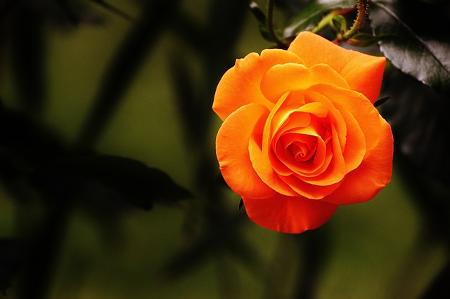 orange-felines-640x480-34632664.jpeg