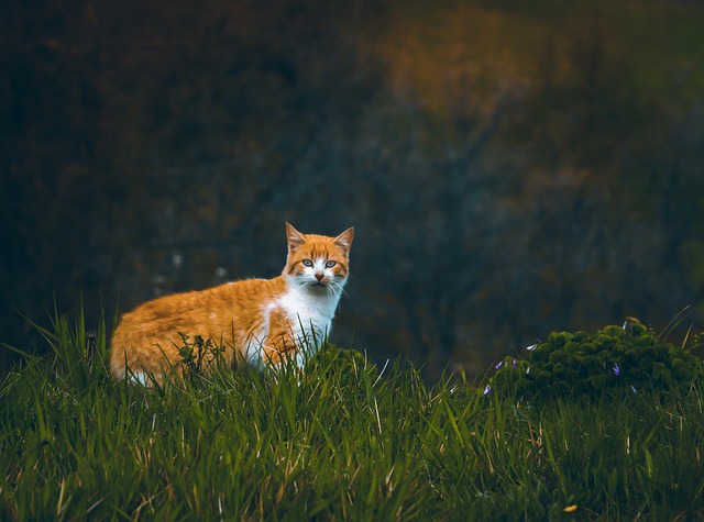 Orange Felines