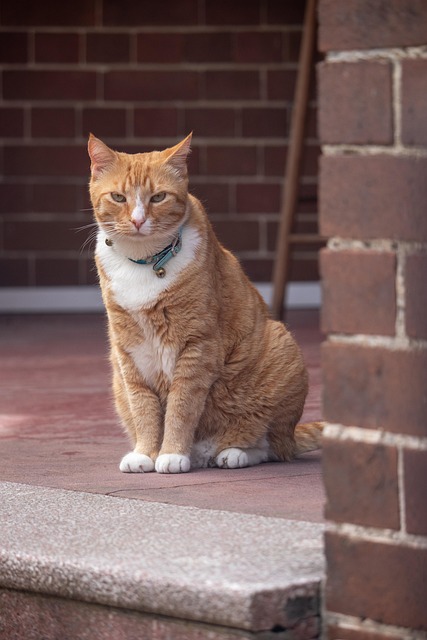 Orange Felines