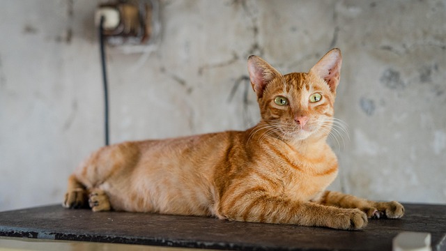 Orange Felines