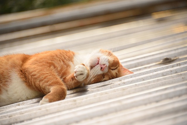 Orange Felines