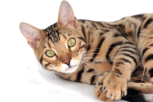 orange-kittens-640x480-26184223.jpeg