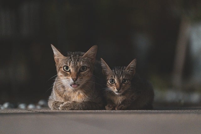 Orange Kittens