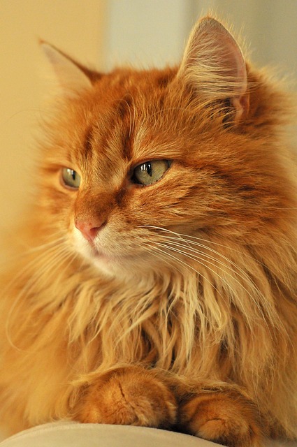 Discover the Allure and Playful Nature of Orange Kittens