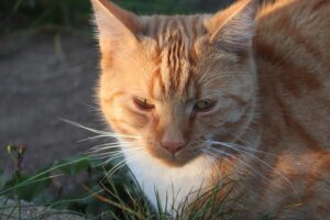 orange-tabbies-640x480-59566706.jpeg