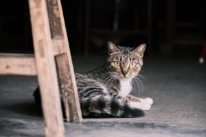 orange-tabby-640x480-18062620.jpeg