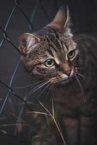 orange-tabby-cats-640x480-221449.jpeg