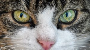 orange-tabby-cats-640x480-40653112.jpeg
