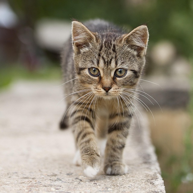 Orange Tabby Kitten