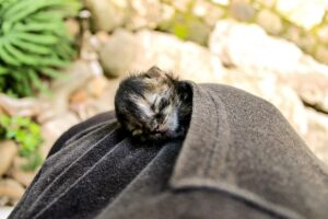 orange-tabby-kitten-640x480-46482905.jpeg