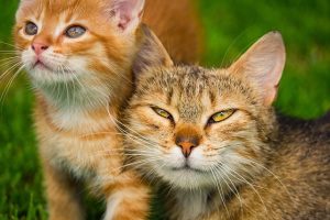 orange-tabby-kitten-640x480-6507978.jpeg