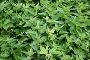 peppermint-tea-640x480-51604395.jpeg