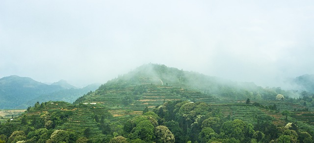 Unveiling Global Traditions: The Universal Appeal of Peppermint Tea
