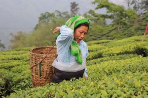 peppermint-tea-640x480-7195573.jpeg