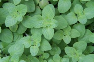 peppermint-tea-640x480-7500890.jpeg