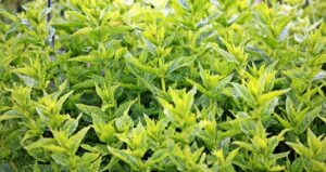 peppermint-tea-640x480-8238304.jpeg