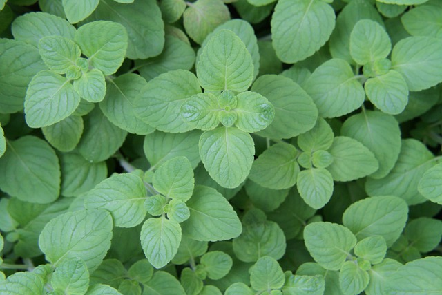 Peppermint Tea Benefits
