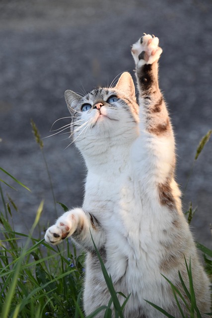 Playful Marmalade Cats