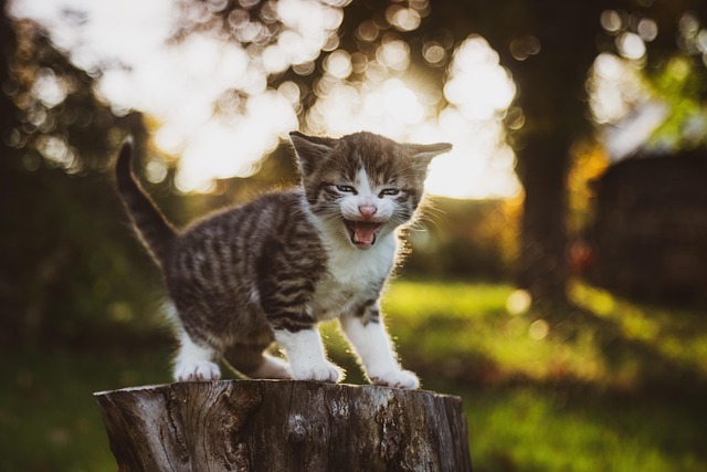 Playful Marmalade Cats