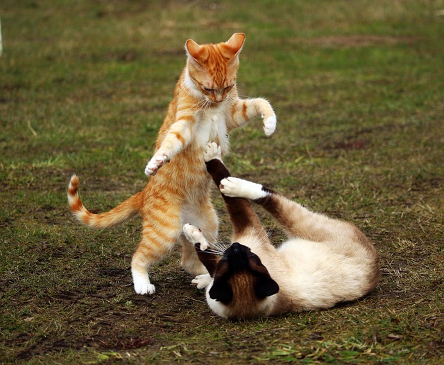 Playful Marmalade Cats