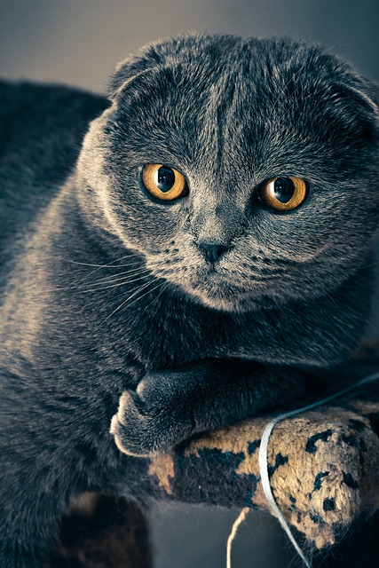 Playful Marmalade Cats