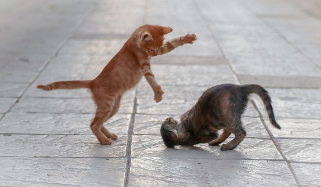 Playful Marmalade Cats