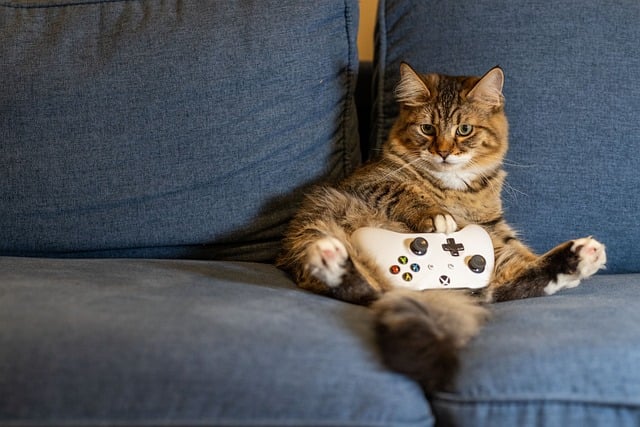 playful-marmalade-cats-640x480-51287988.jpeg