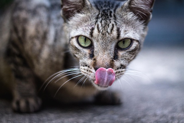 Tabby Cats