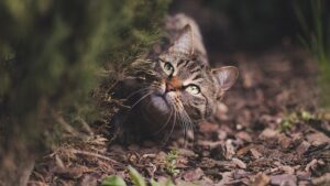 tabby-cats-640x480-33547983.jpeg